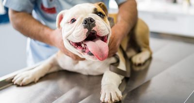 Selective breeding could reduce BOAS rates, study suggests